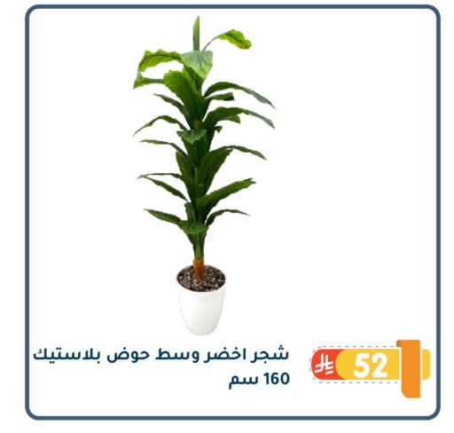 available at Family Discount in KSA, Saudi Arabia, Saudi - Dammam