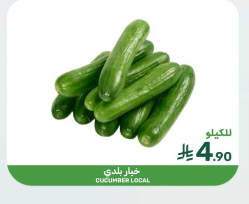 Cucumber available at Mazaya in KSA, Saudi Arabia, Saudi - Qatif