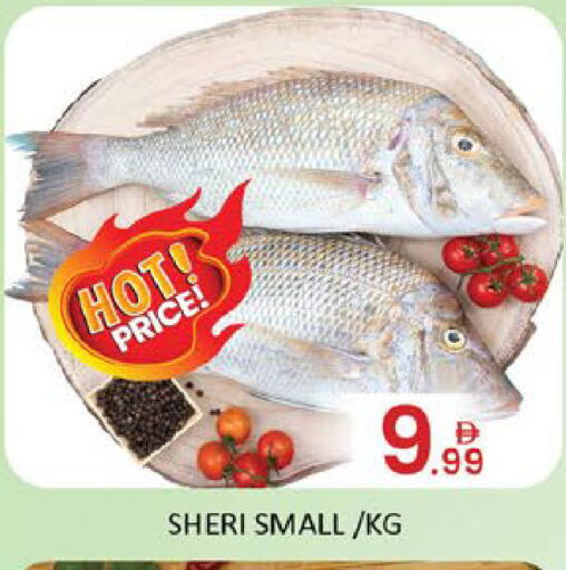 Mango available at مانجو هايبرماركت in الإمارات العربية المتحدة , الامارات - دبي