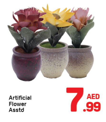 available at Day to Day Department Store in UAE - Dubai