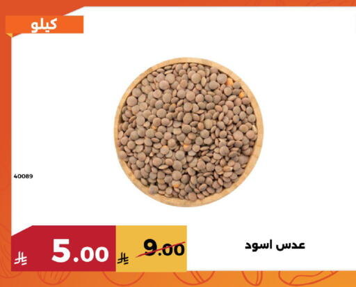 available at Forat Garden in KSA, Saudi Arabia, Saudi - Mecca
