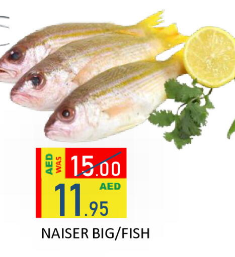 available at رويال جلف هايبرماركت in الإمارات العربية المتحدة , الامارات - أبو ظبي