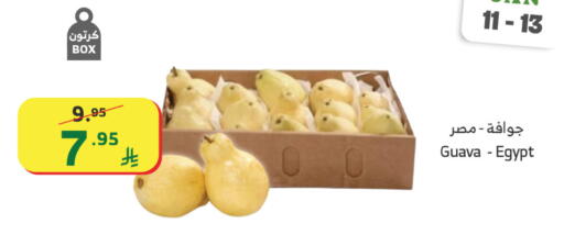 Guava from Egypt available at الراية in مملكة العربية السعودية, السعودية, سعودية - تبوك