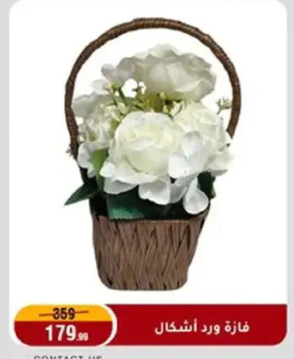 available at المرشدي in Egypt - القاهرة