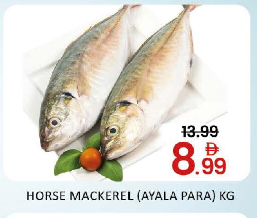 Mango available at مانجو هايبرماركت in الإمارات العربية المتحدة , الامارات - دبي