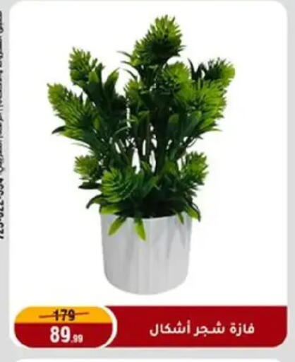 available at المرشدي in Egypt - القاهرة