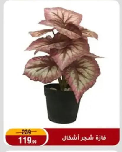 available at المرشدي in Egypt - القاهرة