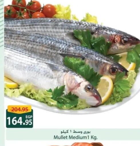 available at سبينس in Egypt - القاهرة