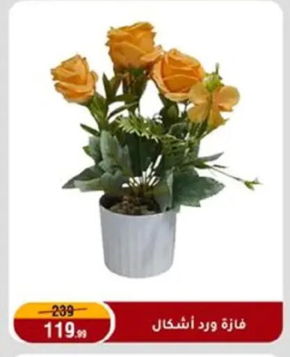 available at المرشدي in Egypt - القاهرة