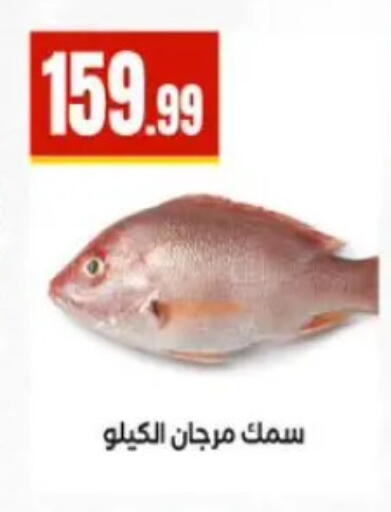 available at المحلاوي ستورز in Egypt - القاهرة