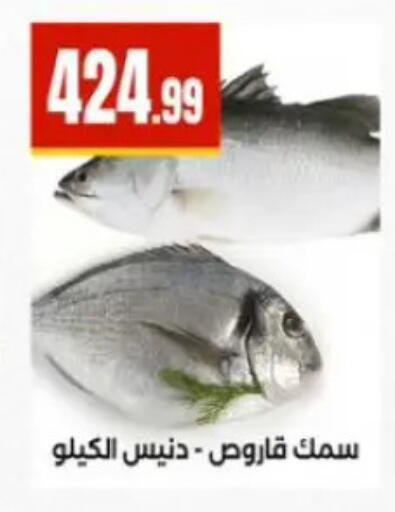 available at المحلاوي ستورز in Egypt - القاهرة