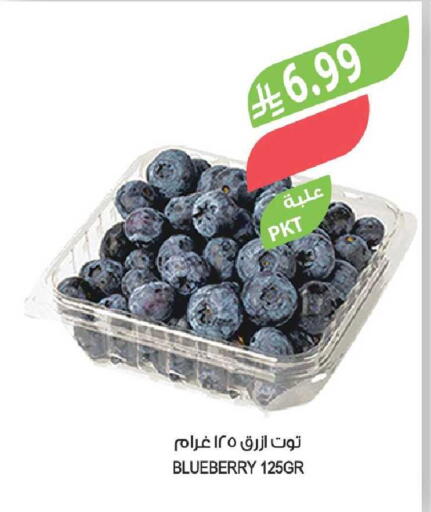 Blueberry BlueBerry available at Farm  in KSA, Saudi Arabia, Saudi - Yanbu