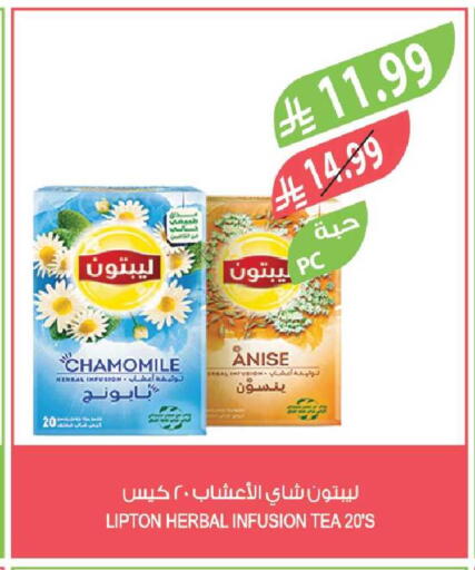 Anise available at Farm  in KSA, Saudi Arabia, Saudi - Sakaka