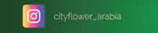 available at City Flower in KSA, Saudi Arabia, Saudi - Jubail