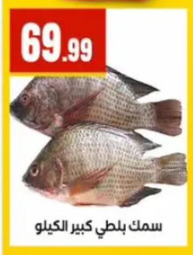 available at المحلاوي ستورز in Egypt - القاهرة