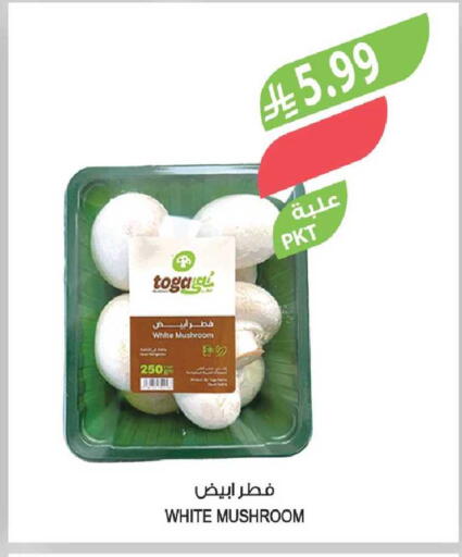 Mushroom available at Farm  in KSA, Saudi Arabia, Saudi - Sakaka