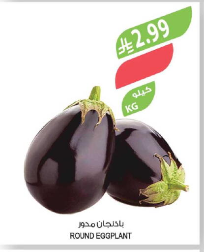 Eggplant available at Farm  in KSA, Saudi Arabia, Saudi - Yanbu