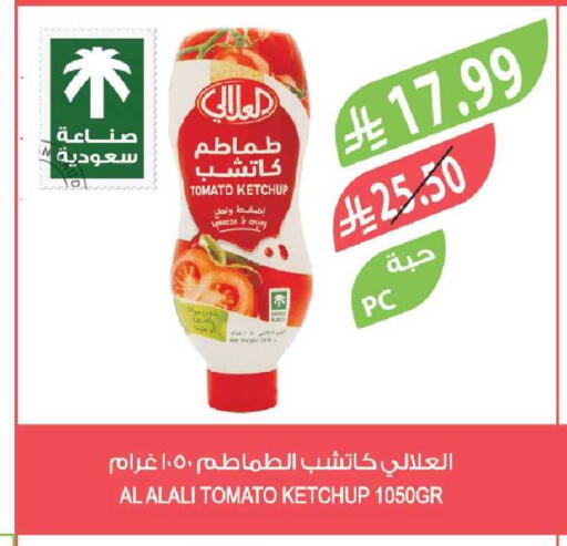 Tomato available at Farm  in KSA, Saudi Arabia, Saudi - Yanbu