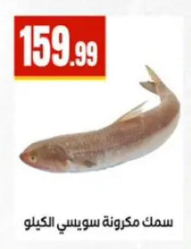 available at المحلاوي ستورز in Egypt - القاهرة