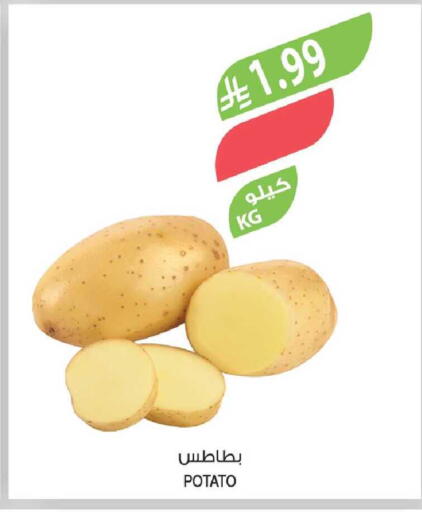 Potato available at المزرعة in مملكة العربية السعودية, السعودية, سعودية - الخرج