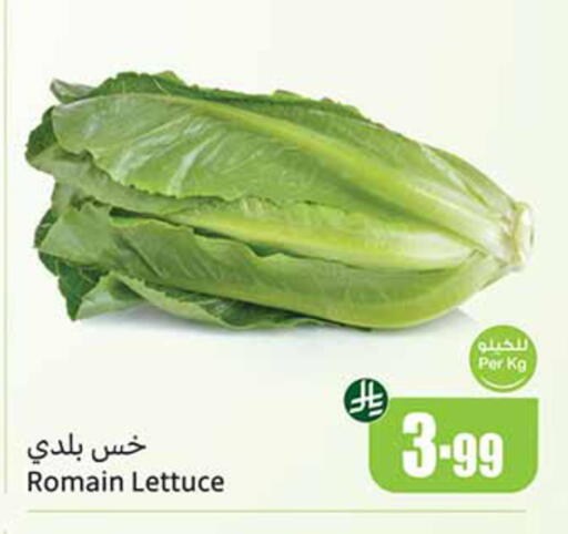 Lettuce available at أسواق عبد الله العثيم in مملكة العربية السعودية, السعودية, سعودية - خميس مشيط