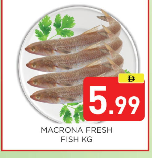 available at Ain Al Madina Hypermarket in UAE - Sharjah / Ajman