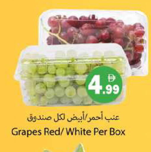 Grapes available at Gulf Hypermarket LLC in UAE - Ras al Khaimah