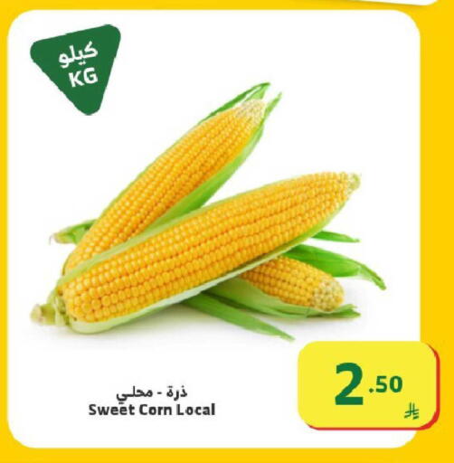 available at Al Raya in KSA, Saudi Arabia, Saudi - Ta'if