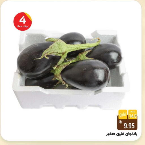available at شبرا الطائف in مملكة العربية السعودية, السعودية, سعودية - الطائف