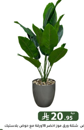 available at تخفيضات العائلة in مملكة العربية السعودية, السعودية, سعودية - الرياض