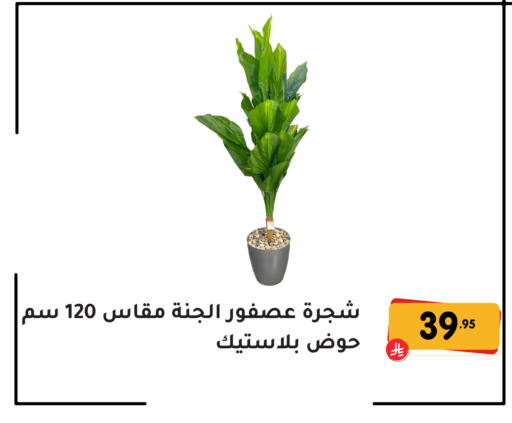 available at تخفيضات العائلة in مملكة العربية السعودية, السعودية, سعودية - المنطقة الشرقية