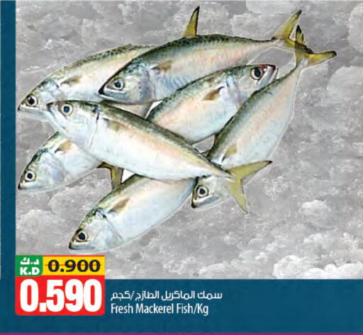 Mango available at مانجو هايبرماركت in الكويت - محافظة الجهراء