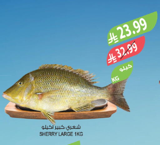 available at Farm  in KSA, Saudi Arabia, Saudi - Tabuk