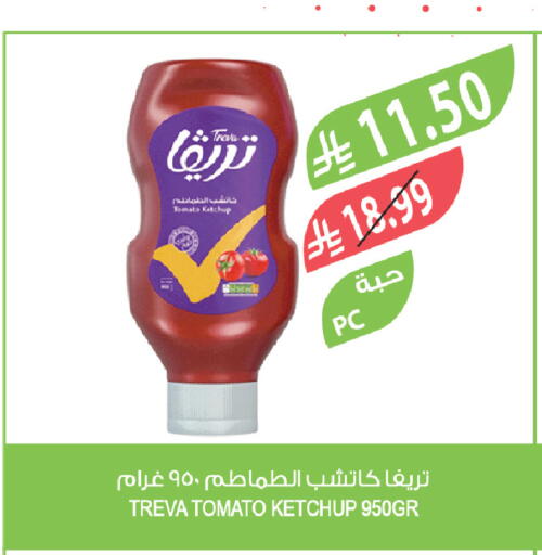 Tomato available at Farm  in KSA, Saudi Arabia, Saudi - Qatif