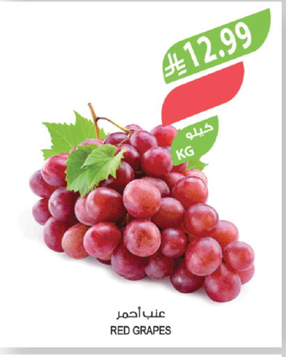 Grapes available at المزرعة in مملكة العربية السعودية, السعودية, سعودية - أبها