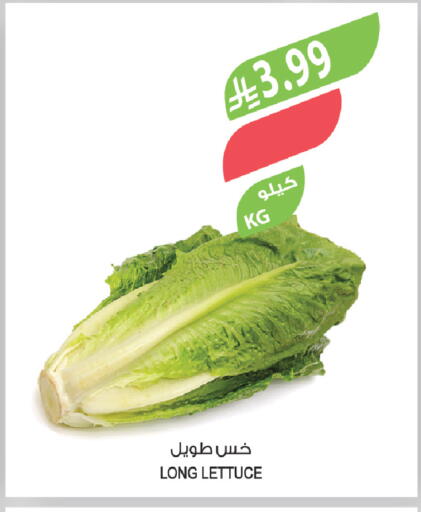 Lettuce available at المزرعة in مملكة العربية السعودية, السعودية, سعودية - أبها