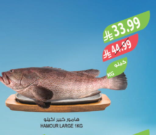 available at المزرعة in مملكة العربية السعودية, السعودية, سعودية - أبها