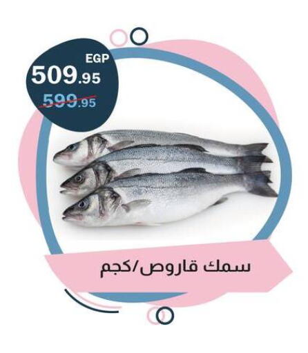 available at فلامنجو هايبرماركت in Egypt - القاهرة