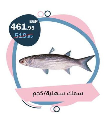 available at فلامنجو هايبرماركت in Egypt - القاهرة