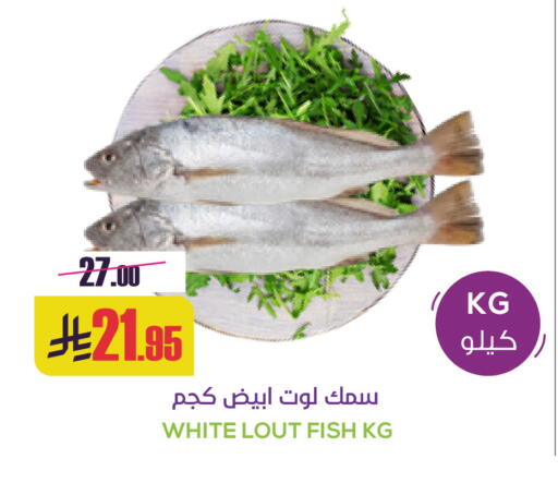 available at Sapt in KSA, Saudi Arabia, Saudi - Buraidah