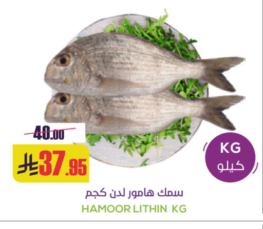 available at Sapt in KSA, Saudi Arabia, Saudi - Buraidah