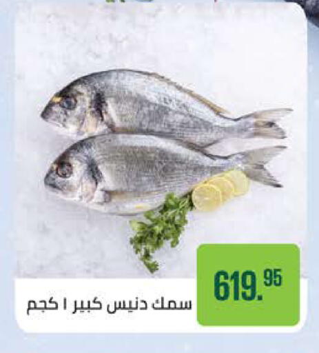 available at سعودي سوبرماركت in Egypt - القاهرة