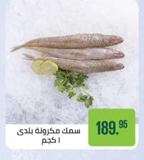 available at سعودي سوبرماركت in Egypt - القاهرة