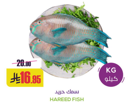 available at Sapt in KSA, Saudi Arabia, Saudi - Buraidah