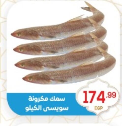 available at أولاد المحاوى in Egypt - القاهرة