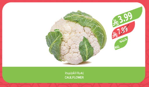 Cauliflower available at Farm  in KSA, Saudi Arabia, Saudi - Jubail