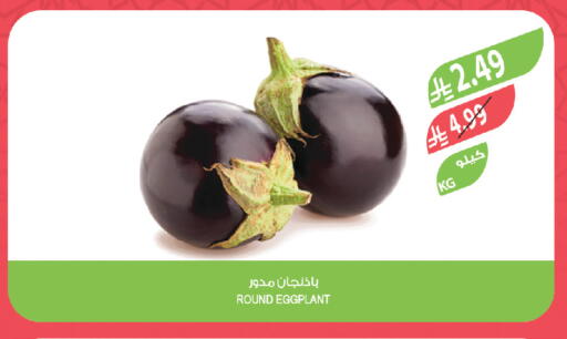 Eggplant available at Farm  in KSA, Saudi Arabia, Saudi - Jubail