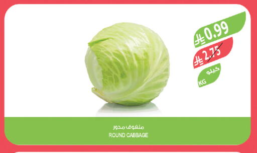 Cabbage available at Farm  in KSA, Saudi Arabia, Saudi - Jubail