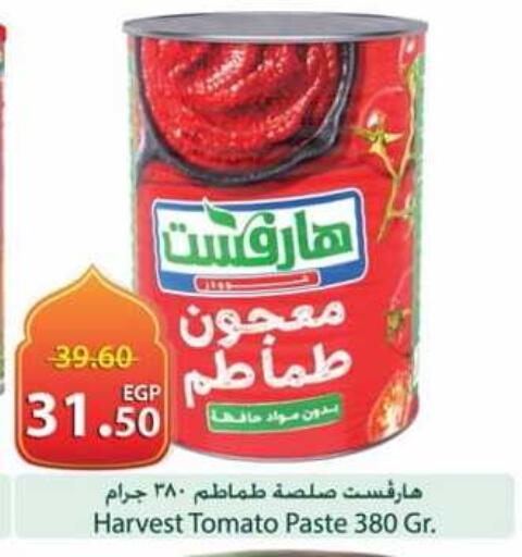 Tomato available at Spinneys  in Egypt - Cairo