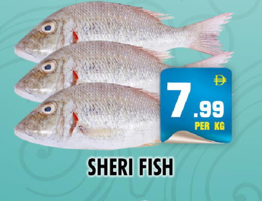 available at نايت تو نايت in الإمارات العربية المتحدة , الامارات - دبي